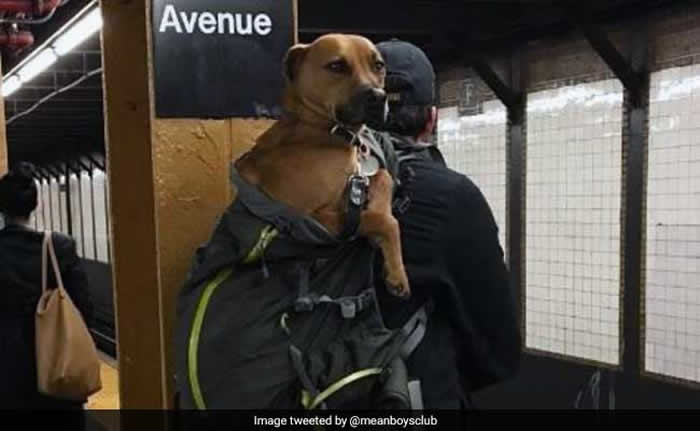 ����ŦԼ��������������ֻҪװ�������ϳ��� �����Ǵ���ëС�����Ȥζ����������