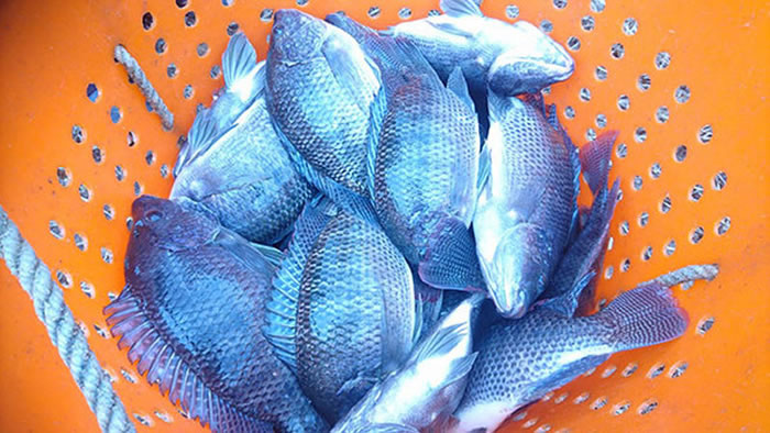 ���������������ᴫȾ�ˡ����ݣ�û��ʳ�����⡣