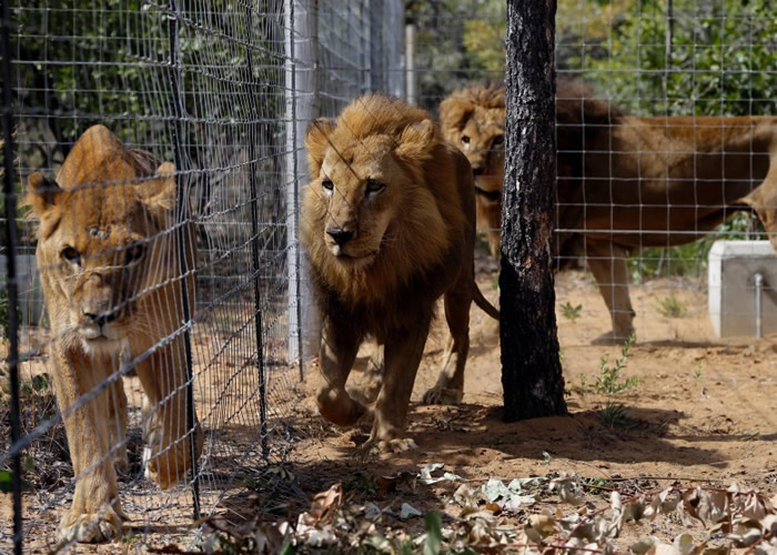 Ϸжﱣ͵߳ɹ룬ɱʨӡͼƬ