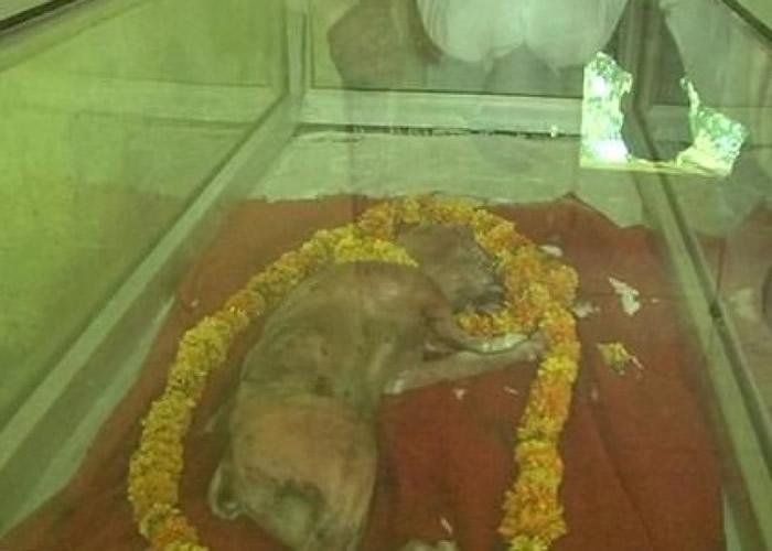 ����Сţ��ʬ����ڲ������ڡ�