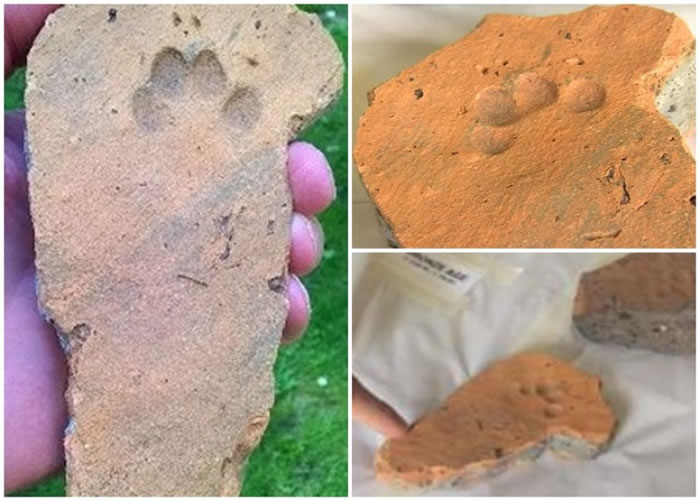 ������Ա���ֿ��з������ש�飬������������è��ӡ��