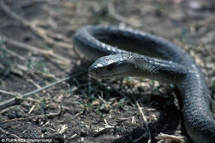 ӡ�����ӱ�����ҧ��Ȼ�������Ӻ�ҧһ�ڣ�Ҫ��������һ��