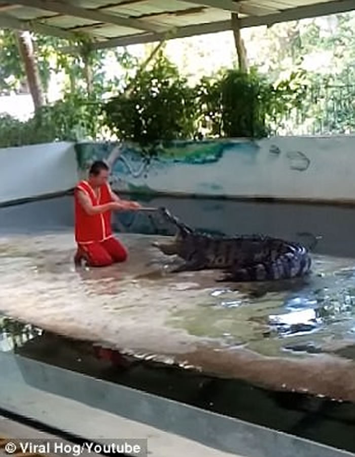 泰国驯兽员表演把头放鳄鱼嘴中 怎知鳄鱼突然合起嘴巴