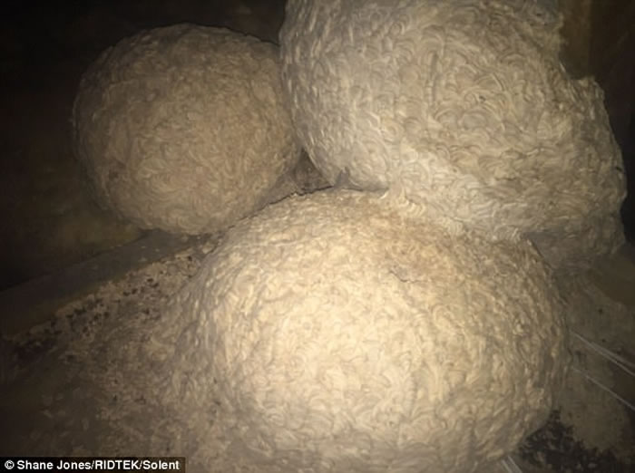 Ӣ�����տ�400����ʷ�ķ�����ҵ�ض�����ͷ䳲 ֱ����1��