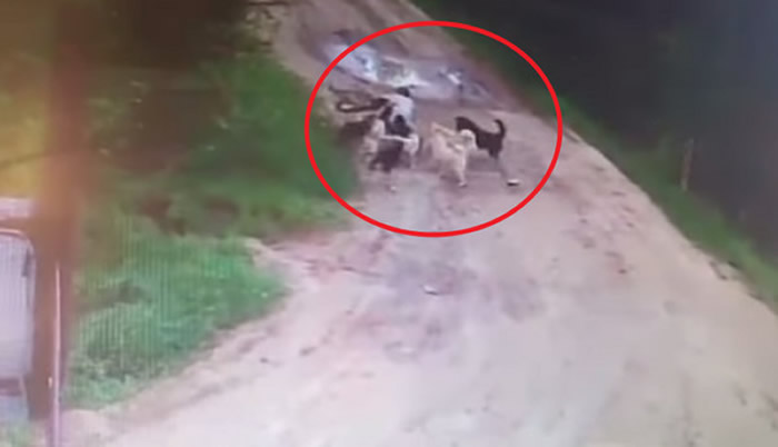 ˹ƽʱι˹ ȴ12ֻ˹Ϯ