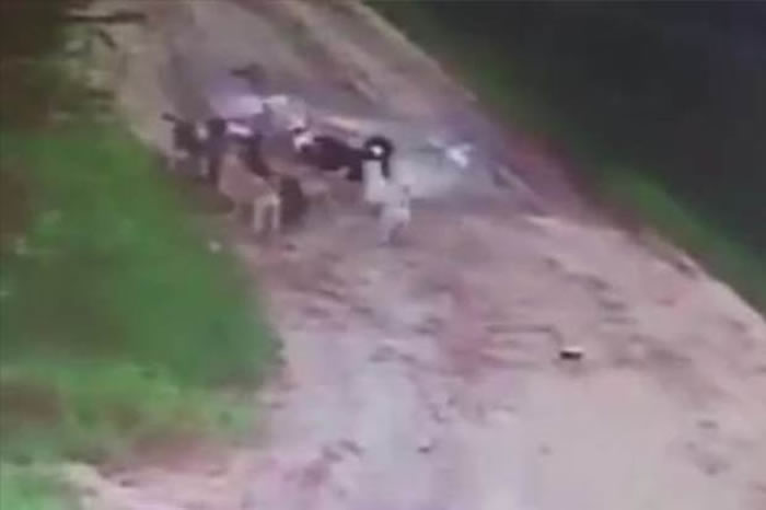 ˹ƽʱι˹ ȴ12ֻ˹Ϯ