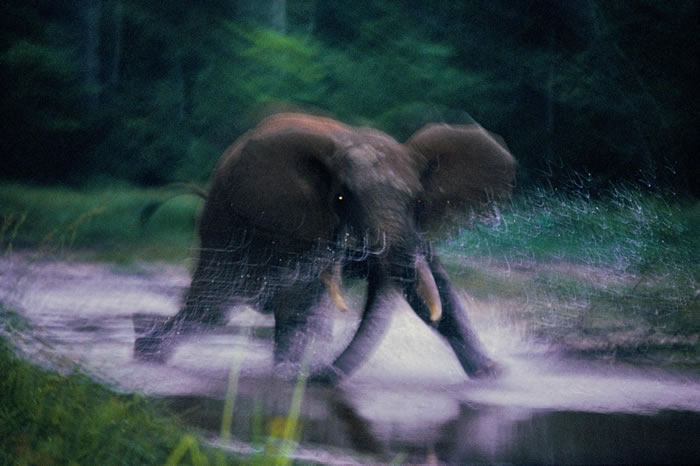 1993꣬зǹ͹޼ӰݣDzanga Bai񱼵Ĵ PHOTOGRAPH BY MICHAEL NICHOLS, NATIONAL GEOGRA