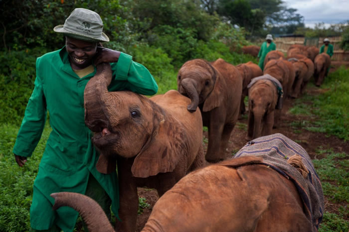 2010꣬ڿȹҹ԰Nairobi National ParkдлҰģDavid Sheldrick Wildlife