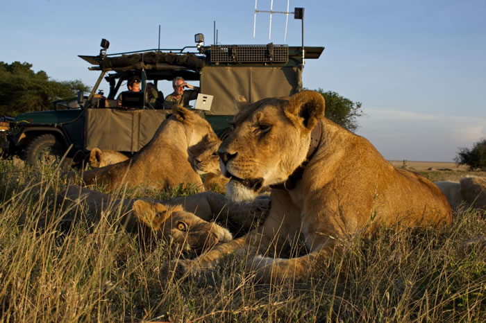 2012꣬׸ҹ԰Serengeti National ParkԶƬУ˹ţRebaɭķɭN