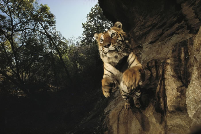 1996꣬ӡȰȹҹ԰Bandhavgarh National ParkڵĵһֻΪChargerϻ PHOTOGRAPH BY