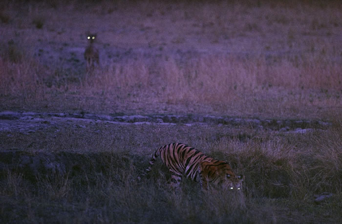 1996꣬ӡȰȹҹ԰Bandhavgarh National ParkеϻBachhi¹ PHOTOGRAPH BY MICHAEL NI