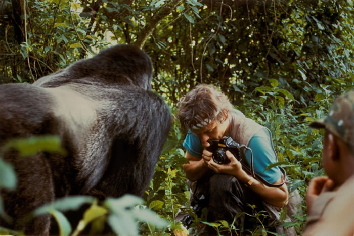 1991꣬˹һֻɽشZaireչ͹Ļ档 PHOTOGRAPH BY PETER WILKINS