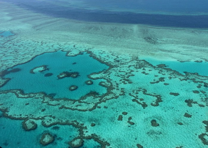 大量珊瑚因海洋升温而白化死亡。