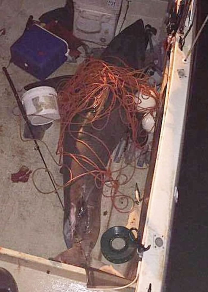 袭人大白鲨终被擒下。