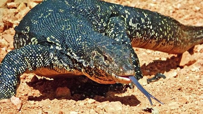 ӡųԱ桰ᡱֳ׳ Ǵɱ