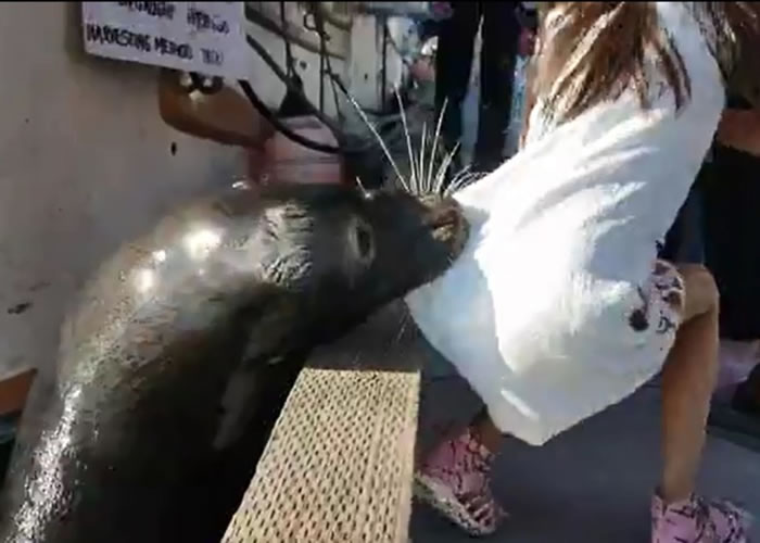 女童遭海狮拉下水后受伤。