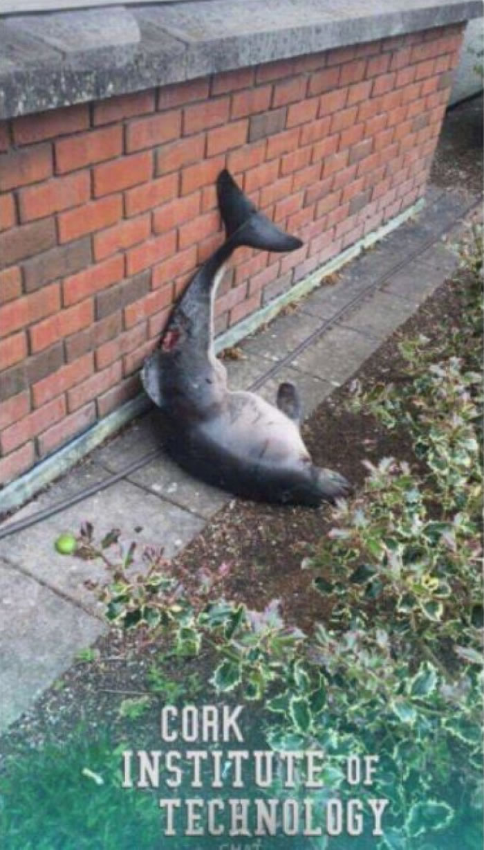 ���౻����·�ߡ�