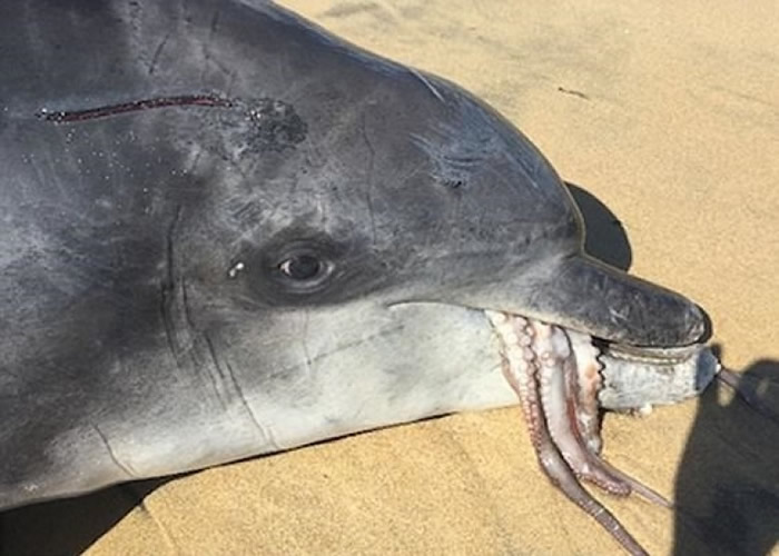 海豚吉利根的尸骸被人在沙滩发现，当时口中含有巨型八爪鱼。