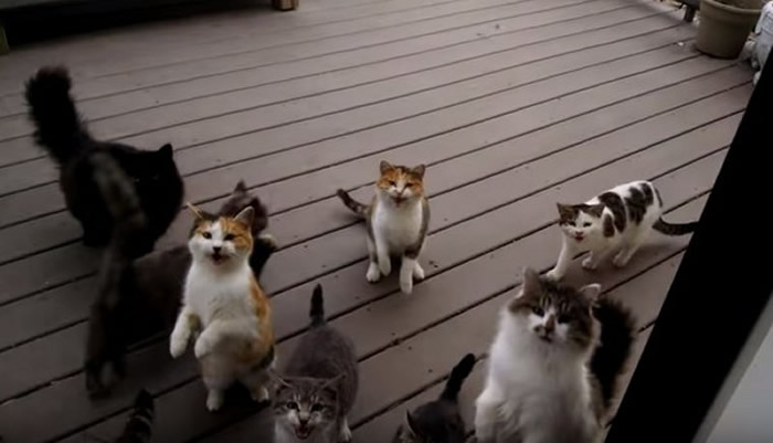 �����ڲ���˹����12ֻ����èÿ�����ſڵ�ũ��ؼ� һ�������������ϳ�