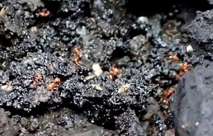 神户发现热带火蚁