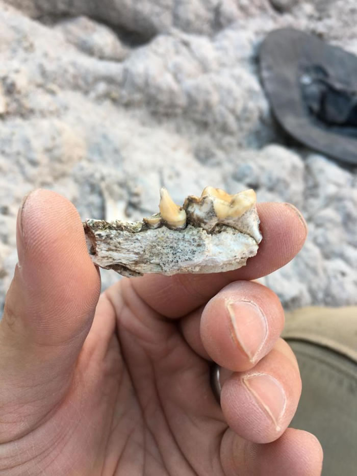 这块墨西哥出土的颔骨化石属于已绝种的 Enhydritherium terraenovae水獭。 PHOTOGRAPH BY JACK TSENG, UNIVE