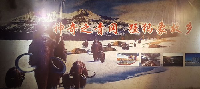 黑龙江省青冈县获邀参加省博物馆“神奇之青冈·猛犸象故乡”特展