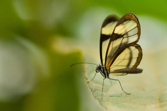 ڰ͢չҹ԰﷢ֵ͸ PHOTOGRAPH BY FRANS LANTING, NATIONAL GEOGRAPHIC CREATIVE