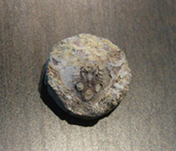 浙江曙鱼(头部骨骼化石)