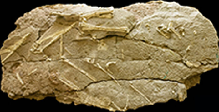 天山哈密翼龙(骨骼化石)