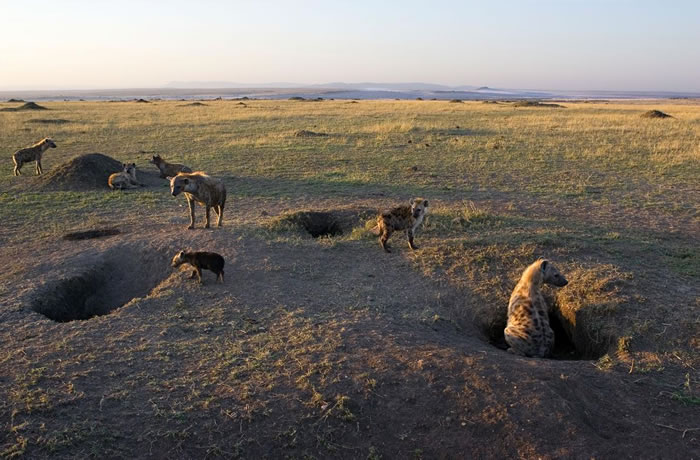 �ڿ����ǵ������������ұ�������һȺ�ߵ��๷��һ��������Ѩ������������Ӱ��Suzi Eszterhas��Minden Pictures��National Geog