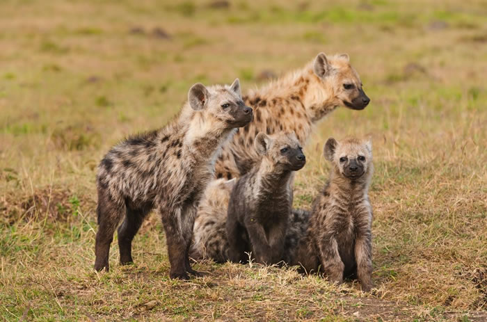 �����������������ұ������ļ�ֻ�ߵ��๷���̡���Ӱ��Frans Lanting��National Geographic Creative