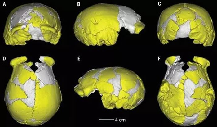 “许昌人”可能是中国华北地区早期现代人的直接祖先
