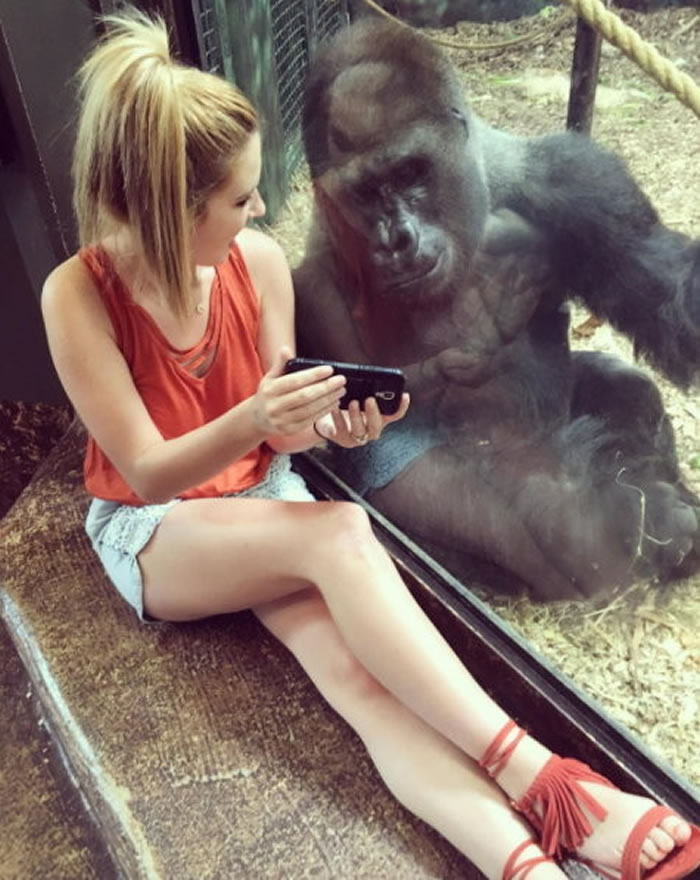 美国路易斯维尔动物园大猩猩隔着玻璃专心看游