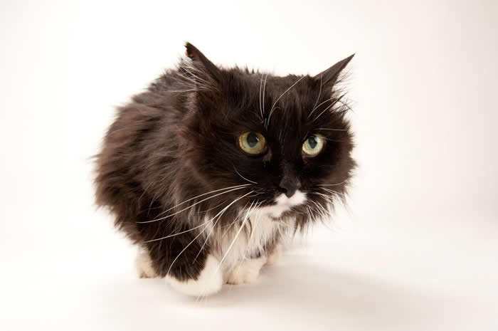 《神諭之戰》26日三測 新女性角色圖釋出