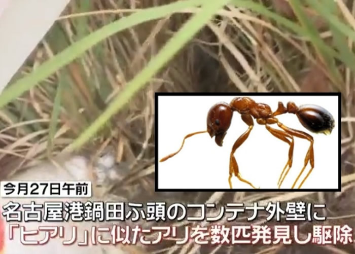 在名古屋港发现红火蚁(小图)。