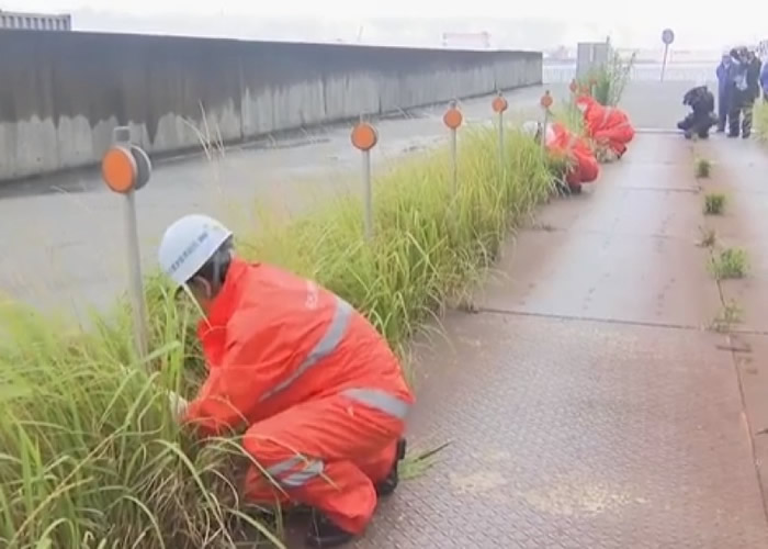 管理人员到名古屋港调查。