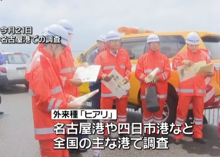 名古屋港口管理局的人员首次到名古屋港调查时仍未发现红火蚁的踪影。