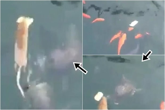 �������������ڹ���ʳ��