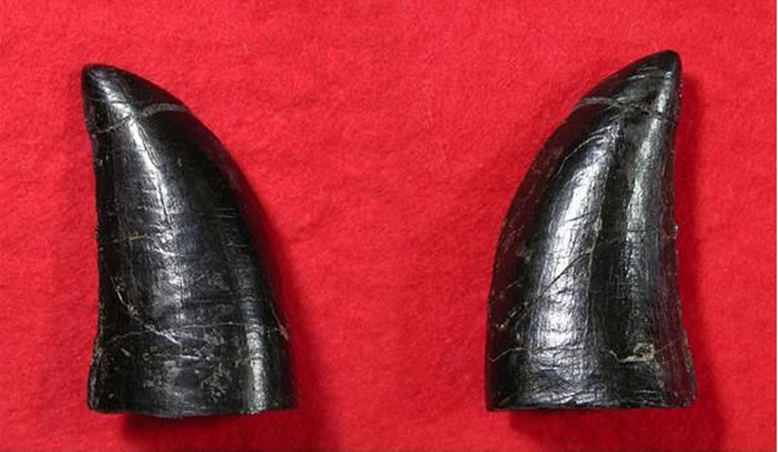 日本熊本县天草市8000万年前白垩纪地层中发现大型食肉恐龙牙齿化石 特征类似霸王龙