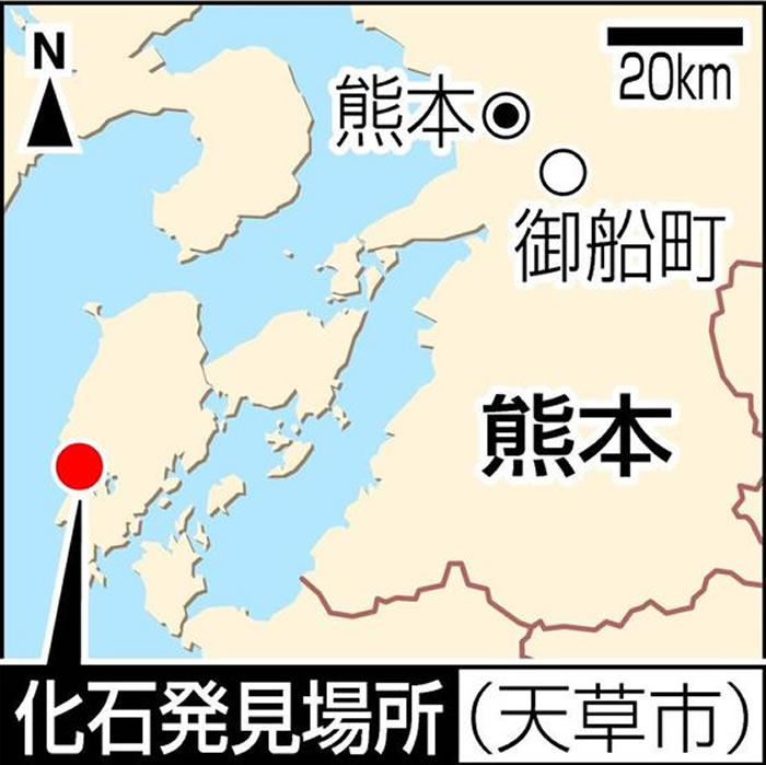 日本熊本县天草市8000万年前白垩纪地层中发现大型食肉恐龙牙齿化石 特征类似霸王龙
