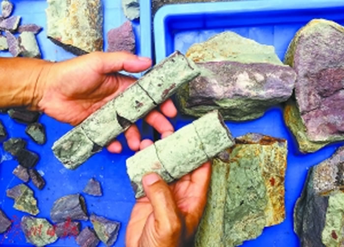 广东三水化石爱好者赵灿辉在四会大沙发现疑似恐龙骨骼化石