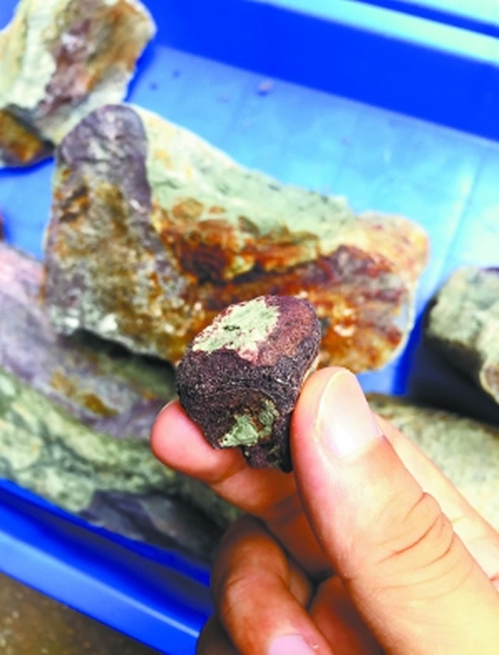 广东三水化石爱好者赵灿辉在四会大沙发现疑似恐龙骨骼化石