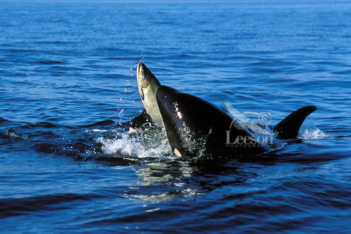 �о�ָ�ս�Ͽ�����������٣���ɱ�˾�ȱ��Ӫ���������ڻ��У������Ŀ�����������ͼƬ��