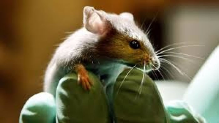 专家利用小鼠进行研究。(资料图片)