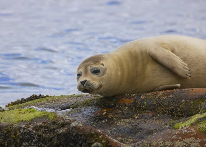 Ӣ��Waitrose���е���ֳ�����������㱻��ʳ��ǹɱ����