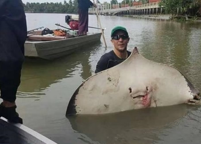 有英国游客涉假冒学者,非法捕捞魔鬼鱼自拍。