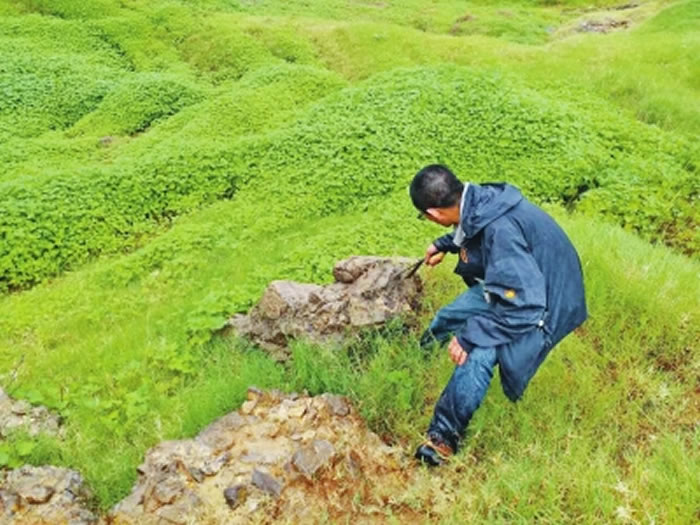 专家对上河曙猿遗址的现状进行调查时,在野草丛中发现了成片的化石裸露区。