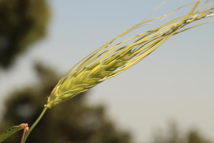 以色列的野生二粒小麦。