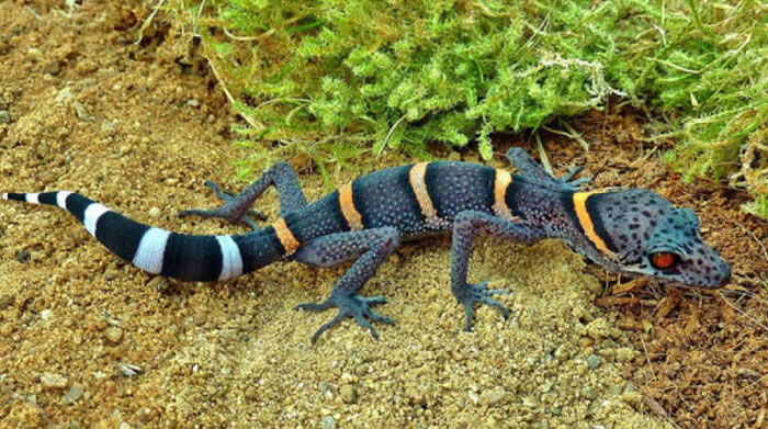 ����λ�����ݶԱ�Σ���ֵ�Σ��