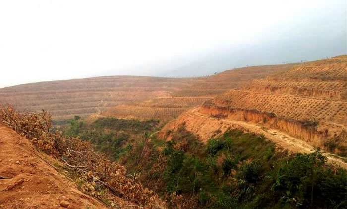 新的卫星观测数据量化了中国造林成就的规模